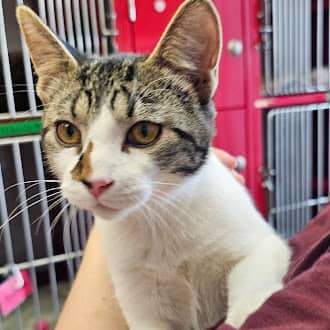 GOOFY - Domestic Short Hair cat available for adoption at AARCS in Calgary