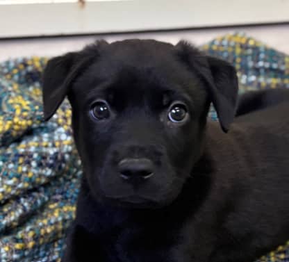 GRASSHOPPER - German Shepherd Mixed available for adoption at AARCS in Calgary (1 of 5)