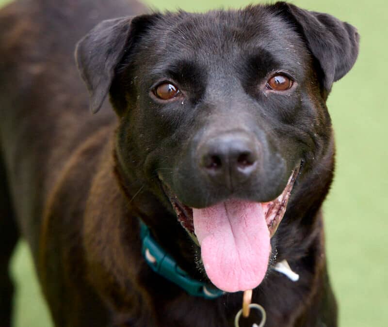 GRETA - Retriever, Labrador Mixed available for adoption