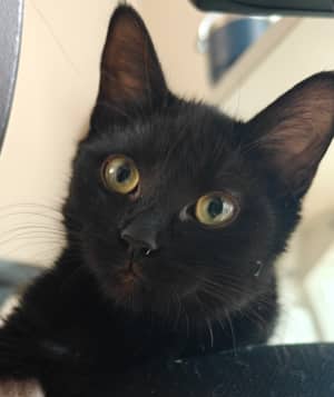 HAUNT - Domestic Medium Hair cat available for adoption at AARCS in Calgary (1 of 6)