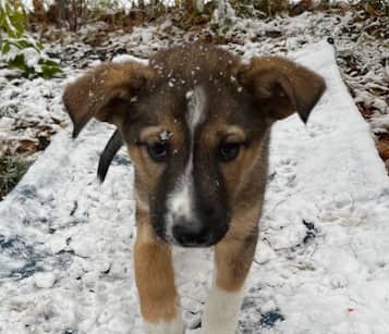 JAN - German Shepherd mixed available for adoption at AARCS in Calgary (1 of 6)