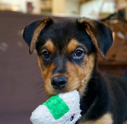 JANET - Rottweiler Mixed available for adoption at AARCS in Calgary (1 of 6)
