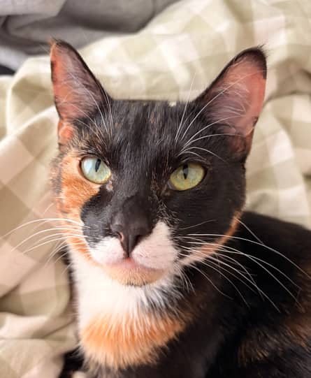 KALI - Domestic Short Hair cat available for adoption at AARCS in Calgary (1 of 6)