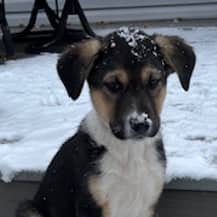 KENICKIE - German Shepherd mixed available for adoption at AARCS in Calgary (1 of 6)
