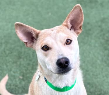 KIWI - German Shepherd mixed available for adoption at AARCS in Calgary (1 of 6)