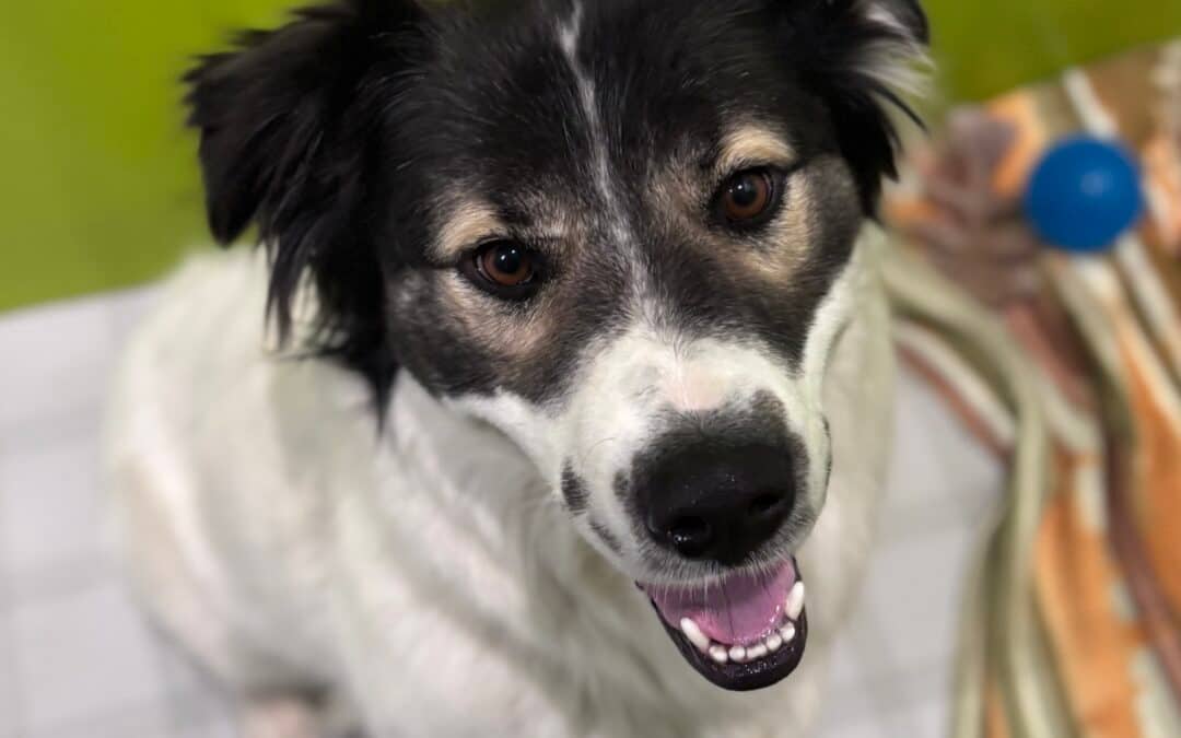 LADY - Collie, Rough Mixed available for adoption at AARCS in Calgary