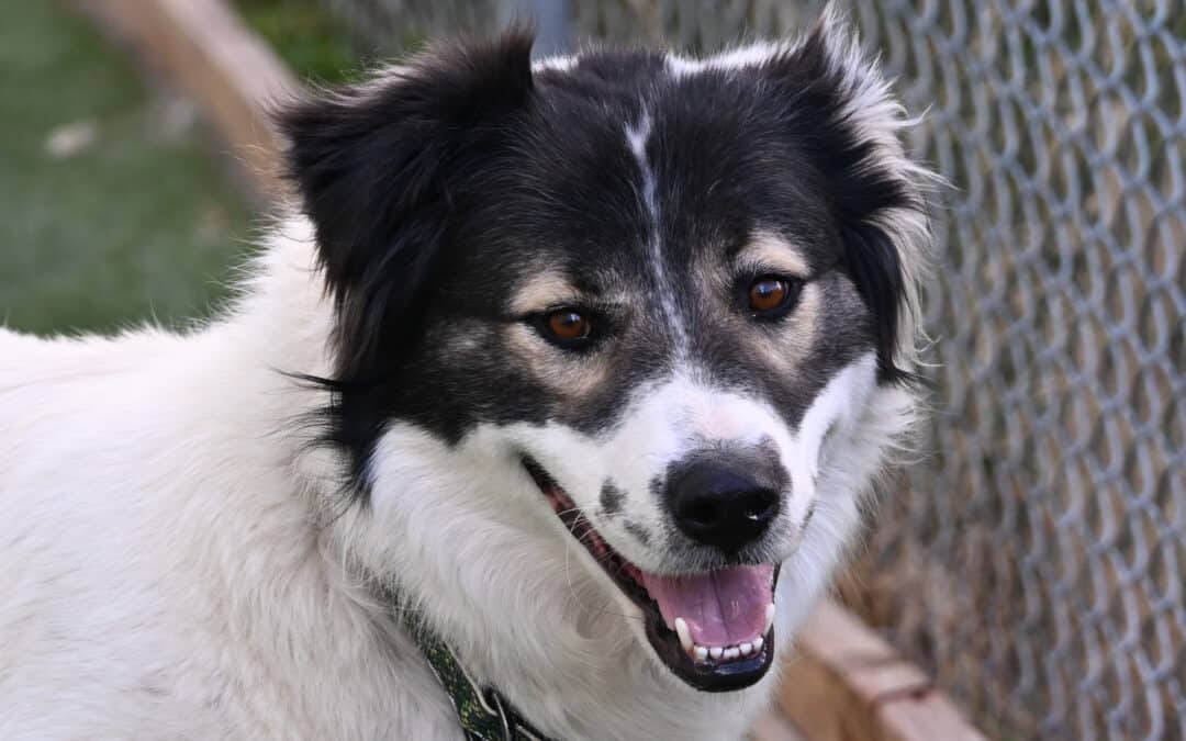 LADY - Collie, Rough Mixed available for adoption in Alberta