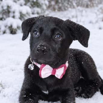 LADYBUG - German Shepherd mixed available for adoption at AARCS in Calgary (1 of 2)