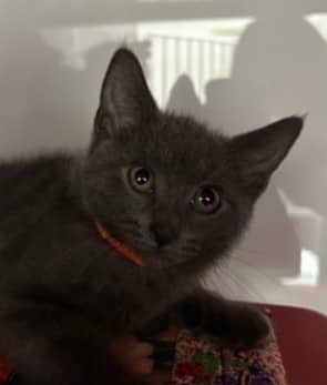 LARK - Domestic Short Hair cat available for adoption at AARCS in Calgary (1 of 4)