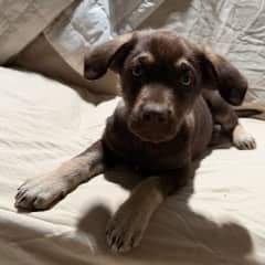 LILITH - German Shepherd Mixed available for adoption at AARCS in Calgary (1 of 6)