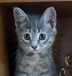 LIMOUSIN - Domestic Medium Hair cat available for adoption at AARCS in Calgary (1 of 6)