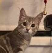 LOTTIE - Domestic Short Hair cat available for adoption at AARCS in Calgary