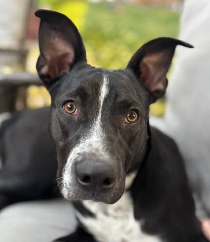 LUCY - Terrier, Pit Bull Mixed available for adoption at AARCS in Calgary (1 of 6)
