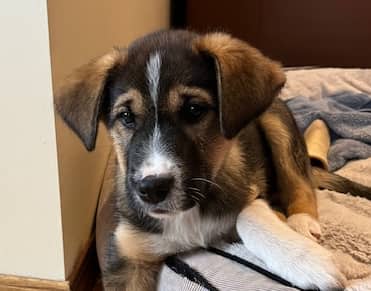 MARASCHINO - German Shepherd mixed available for adoption at AARCS in Calgary (1 of 6)