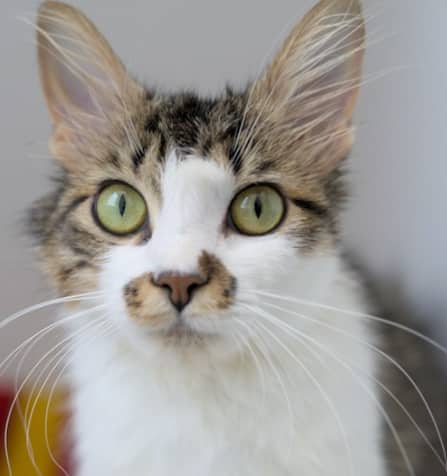 MERI - Domestic Medium Hair cat available for adoption at AARCS in Calgary (1 of 6)