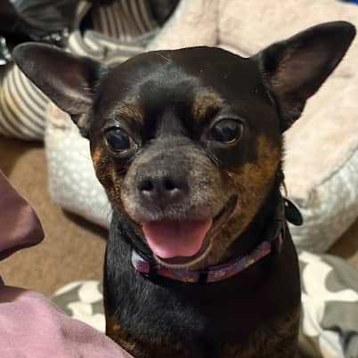 MIKO - Miniature Pinscher Mixed available for adoption at AARCS in Calgary (1 of 6)