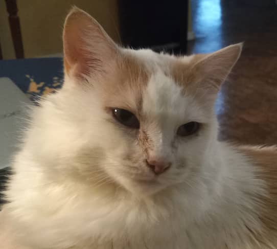 MIMOSO - Domestic Short Hair cat available for adoption at AARCS in Calgary (1 of 6)