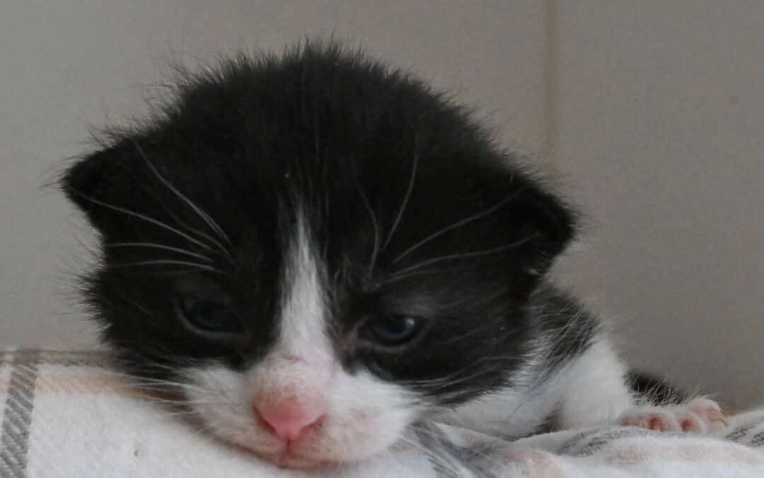 MISO - Domestic Short Hair cat available for adoption at AARCS in Calgary (1 of 4)