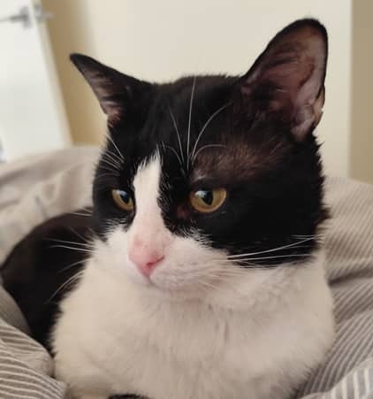 MUFFIN - Domestic Short Hair cat available for adoption at AARCS in Calgary (1 of 6)