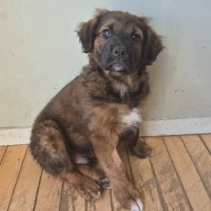 NORM - German Shepherd Mixed available for adoption at AARCS in Calgary (1 of 5)