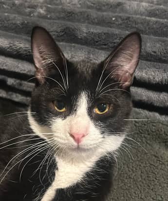 OSCAR - Domestic Short Hair cat available for adoption at AARCS in Calgary (1 of 3)