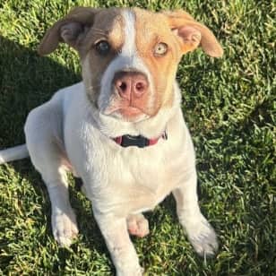 PETERSON - German Shepherd Mixed available for adoption at AARCS in Calgary