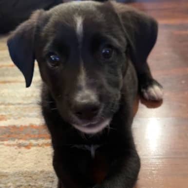 PLUIE - Shepherd Mixed available for adoption