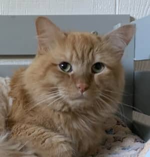POWIE - Domestic Long Hair cat available for adoption at AARCS in Calgary (1 of 6)