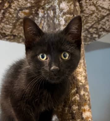 RANGER - Domestic Short Hair cat available for adoption at AARCS in Calgary (1 of 5)