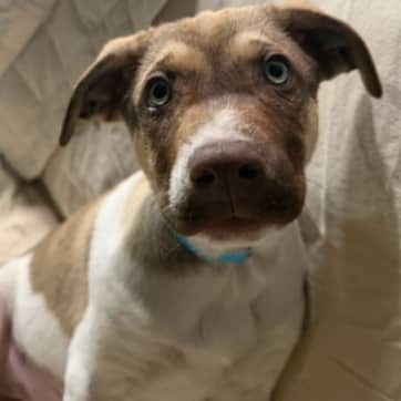 REBECCA - German Shepherd Mixed available for adoption at AARCS in Calgary (1 of 6)