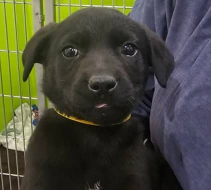 REGEN - Shepherd Mixed available for adoption
