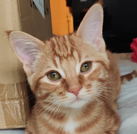 REGGIE - Domestic Medium Hair cat available for adoption at AARCS in Calgary (1 of 6)