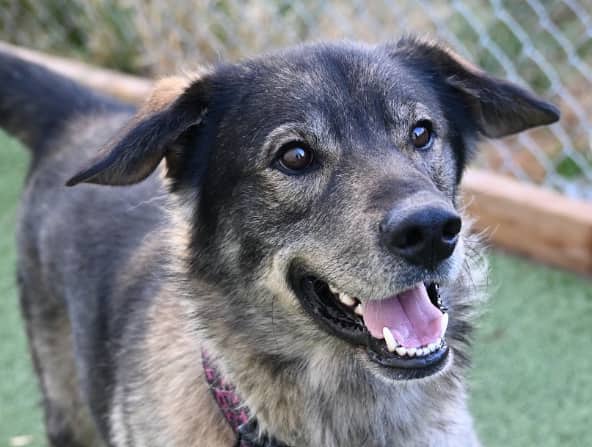 REGINALD - Shepherd Mixed available for adoption at AARCS in Calgary (1 of 6)