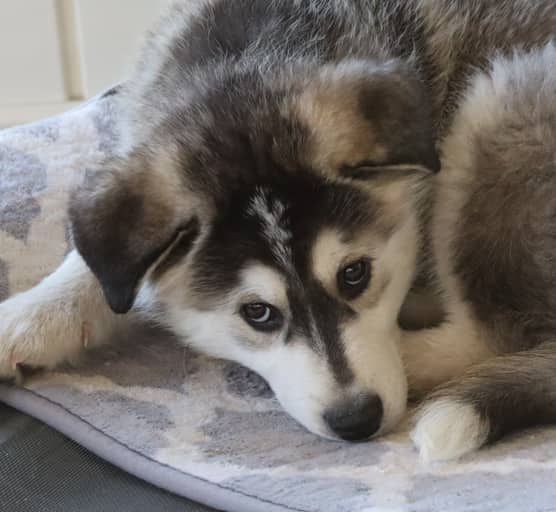 RENEGADE - Siberian Husky Mixed available for adoption at AARCS in Calgary (1 of 5)