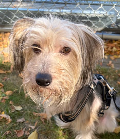 RHINO - Chinese Crested Mixed available for adoption at AARCS in Calgary (1 of 6)
