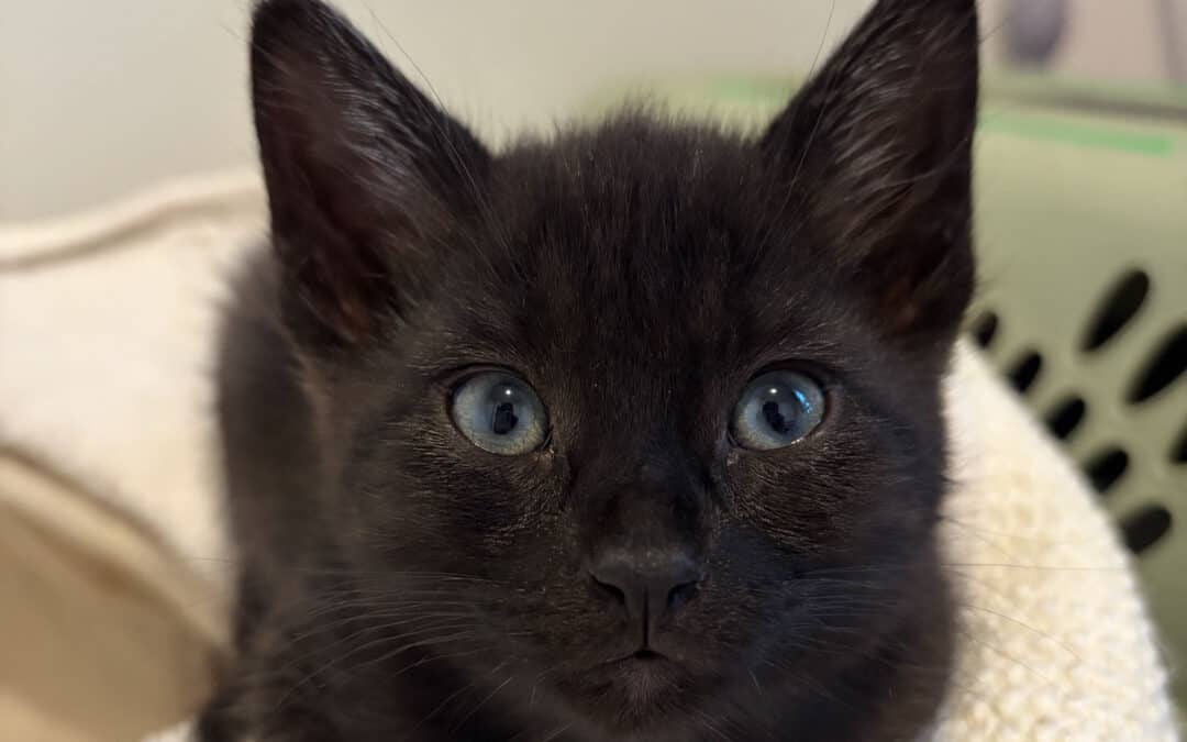 RUMBA - Domestic Short Hair cat available for adoption at AARCS in Calgary
