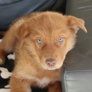 SAHARA - Siberian Husky Mixed available for adoption at AARCS in Calgary (1 of 5)