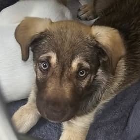 SAMUEL - German Shepherd Mixed available for adoption at AARCS in Calgary (1 of 2)
