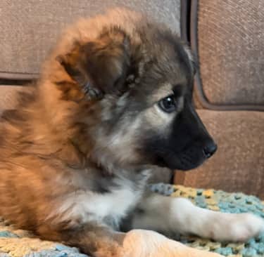 SANDY - German Shepherd mixed available for adoption at AARCS in Calgary (1 of 6)