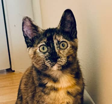 SAPPHO - Domestic Short Hair cat available for adoption at AARCS in Calgary (1 of 3)