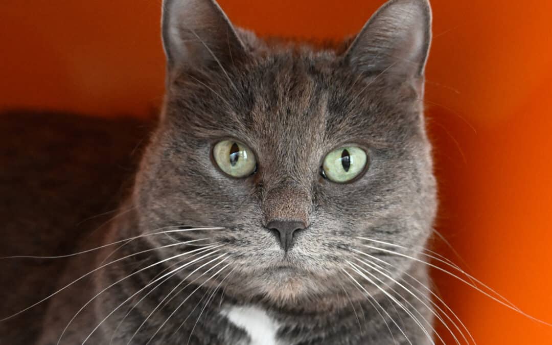 SELMA - Domestic Short Hair cat available for adoption at AARCS in Calgary (1 of 4)
