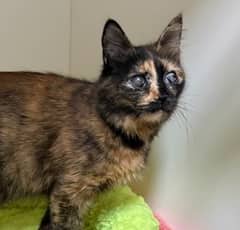 SIREN - Domestic Medium Hair cat available for adoption at AARCS in Calgary (1 of 2)