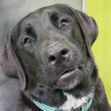 SLUGGER - Retriever, Labrador Mixed available for adoption at AARCS in Calgary (1 of 6)