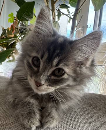 SPECK - Domestic Medium Hair cat available for adoption at AARCS in Calgary (1 of 5)