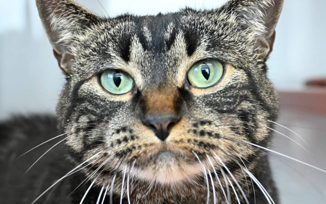 STARSHINE - Domestic Short Hair cat available for adoption at AARCS in Calgary (1 of 4)