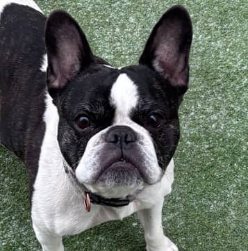 STITCH - French Bulldog Mixed available for adoption at AARCS in Calgary (1 of 3)