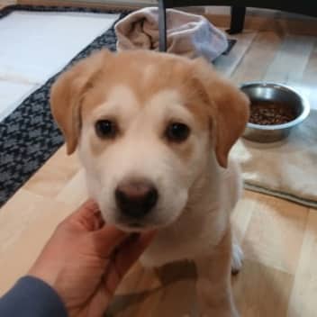 Suka - Siberian Husky Mixed available for adoption at AARCS in Calgary (1 of 2)