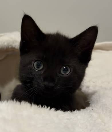 TANGO - Domestic Short Hair cat available for adoption at AARCS in Calgary