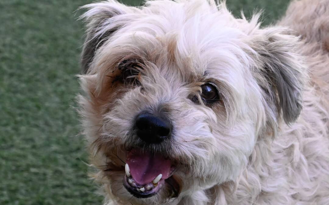 CUDDLES - Poodle, Miniature Mixed available for adoption