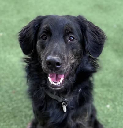 TODD - Flat-Coated Retriever Mix available for adoption at AARCS in Calgary (1 of 6)